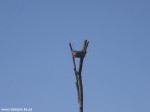 DSC00771