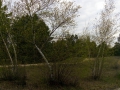 IMG_20170422_182341