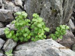 Izobrazhenie2012_192