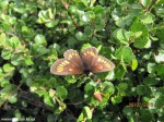 Izobrazhenie2012_233