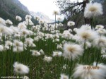 Izobrazhenie2012_336