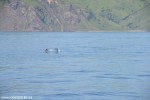 DSC_2373_komprim