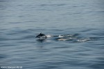 DSC_2428_komprim
