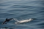 DSC_2429_komprim