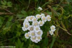 DSC_2584_komprim