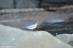 DSC_3111_komprim