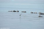 DSC_3128_komprim