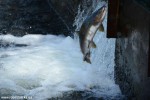 DSC_3219_komprim