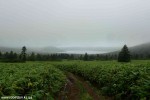 DSC_3556_komprim