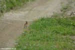 DSC_4471_komprim