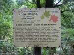 Izobrazhenie929