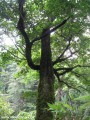 Izobrazhenie930