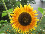 IMG_8380