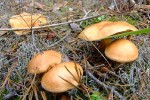 DSCF9773