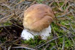 DSCF9775