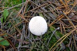 DSCF9776
