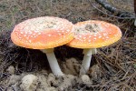 DSCF9785