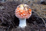 DSCF9786