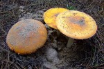 DSCF9787