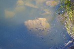 DSCF2581