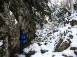 Тисы окутаны плотным снегом