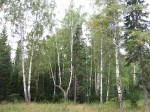 Река Чусовая (Средний Урал, 2009)