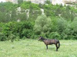 IТуристический поход с детьми по юго-западному Крыму (июнь 2010)