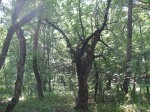 Туристический поход с детьми по юго-западному Крыму (июнь 2010)