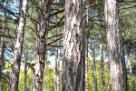 Поход по Южному берегу Крыма (май 2010)