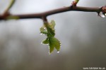DSC_6176