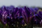 DSC_6265