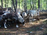 Эвенки