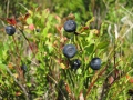Izobrazhenie578