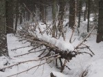 IMG_6747