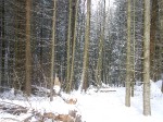 Зимние Карпаты 2010