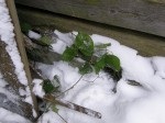 Зимние Карпаты 2010