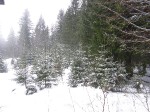 Зимние Карпаты 2010