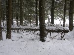 Зимние Карпаты 2010