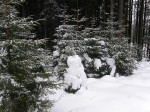 Зимние Карпаты 2010