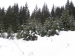 Зимние Карпаты 2010