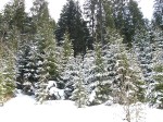 Зимние Карпаты 2010