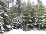 Зимние Карпаты 2010