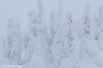 DSCF3426