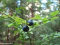 Izobrazhenie-Kiev-06.2014.097