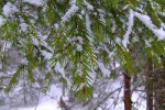Веточка смереки, 31 января 2010