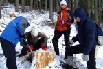 Считаем годичные кольца у спиленного дерева, 31 января 2010
