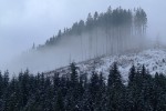 Лес в тумане, 31 января 2010