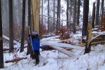 Поваленное смерчем дерево, 31 января 2010