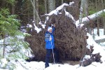 Николай Иванович у поваленного дерева, 31 января 2010