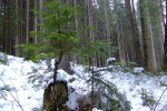 Молодое дерево растёт прямо из пня, 31 января 2010